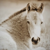 Ghost Horse Photography gallery