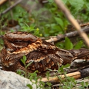 Hog Gone Wildlife Removal - Pest Control Services