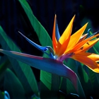 Flowers of Eden