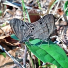 Latham Whitehurst Nature Park