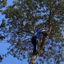 The Guys at All Tree Services - Tree Service