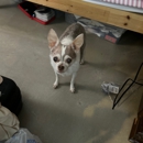 Animal Emergency & Referral Center of Minnesota - Pet Services