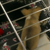 Our Pet World gallery