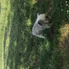 The Pooch Palace