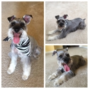 Pride & Groom, LLC - Pet Grooming