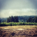 Hirsch Vineyards - Fruit & Vegetable Growers & Shippers