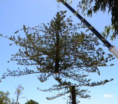 Treebiz Tree Services - Harlaxton, QLD. Locally owned and operated