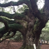 Angel Oak Tree gallery