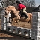 Cardinal Stable & Riding Academy