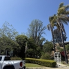 Alex Tree Service gallery