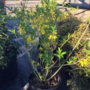 BP Nursery and Landscape - Nurseries-Plants & Trees