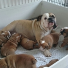 Beautiful Bulldogs for sale