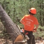 Hibbs logging