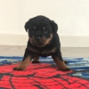 Stoneroad Company - Rottweiler Breeder of Northern California gallery