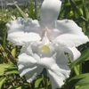 Cal-Orchid Inc gallery