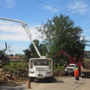 Clean Sweep Tree Service LLC - Arborists