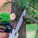 AAA Tree and Landscaping - Tree Service