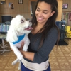 Yuppy Puppy Grooming gallery