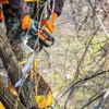 All Affordable Tree Service gallery