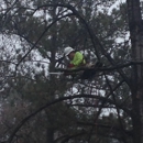 Perez AAA Tree Experts - Tree Service