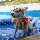GoodFellas Doggy Daycare - Pet Boarding & Kennels