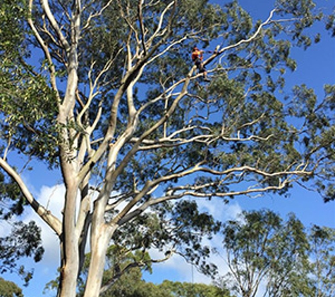 Walton's Tree Care Services