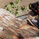 Arbor Care Tree Solutions - Tree Service