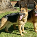 Vom Haus Middleton German Shepherds - Pet Breeders