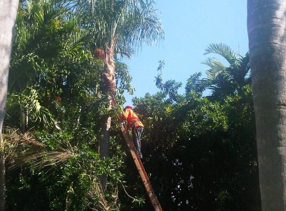 Sunshine Tree Trimming - Miami, FL