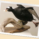 Lewis Wildlife Art - Taxidermists