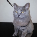 Toni's Grooming - Dog & Cat Grooming & Supplies