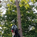 Treemax Expert Tree Services LLC - Tree Service