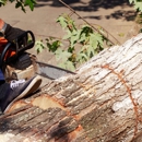 Raritan Tree Service - Tree Service