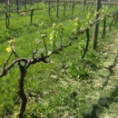 Wildside Winery - Wedding Chapels & Ceremonies