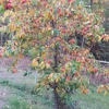 Northern Fruits & Greenhouses gallery