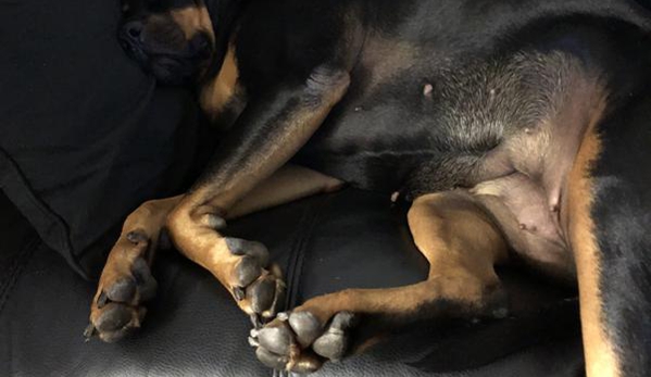 Accredited Advanced Bowen Therapist Leigh Woodward. Molly my 5 year old rescue rottie sleeping after her treatment. It’s so nice to see her so relaxed after she’s usually filled with anxiety from her past