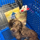Petsense by Tractor Supply