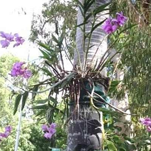 Cook Shire Council - Coen, QLD. The Cooktown Orchid in full bloom