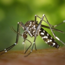 Barrier Termite & Pest Control - Pest Control Equipment & Supplies