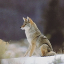 Animal Logistics Wildlife Management