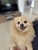 Proserpine Veterinary Surgery - Veterinary Surgeons