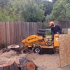 Tom 4 Stump Removal & Grinding gallery