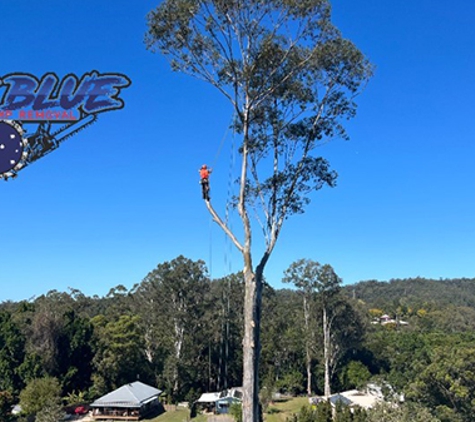True Blue Tree and Stump Removal - Glass House Mountains, QLD. Tree Removal Sunshine Coast Hinterland