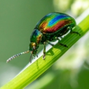 All About Bugs Inc - Pest Control Equipment & Supplies