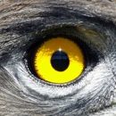 Bird's Eye View Aerial Drone - Aerial Photographers