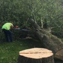 Expert Tree Care Co. Inc - Tree Service