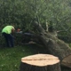 Expert Tree Care Co. Inc