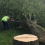 Expert Tree Care Co. Inc