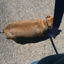 Yarbrough Veterinary Clinic - Veterinarians
