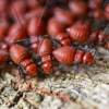 Beach Termite & Pest Control gallery